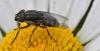 Stomorhina lunata